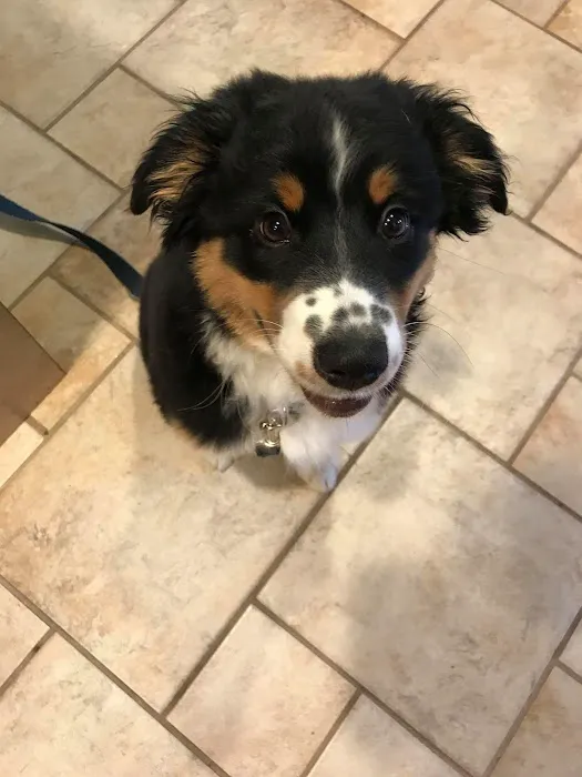 Deep River Animal Hospital Picture 8