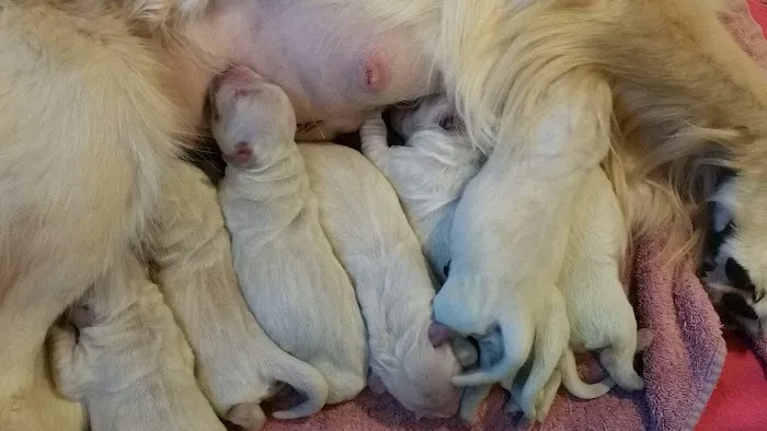 Deep River Animal Hospital Picture 5