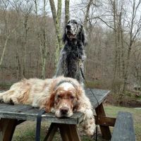 Deep River Animal Hospital ico