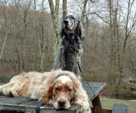 Deep River Animal Hospital
