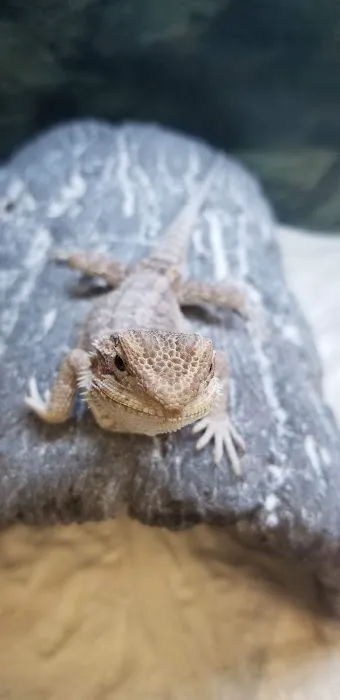 Petco Picture 3