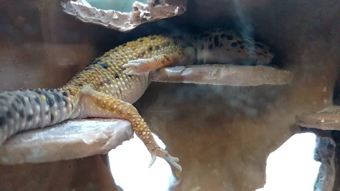 Petco Picture 2