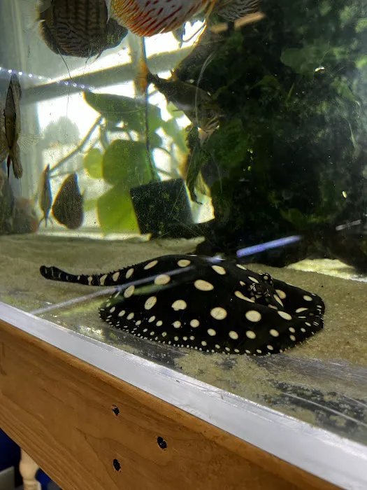 Eurofish Aquatics Picture 4