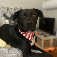Killingworth Animal Hospital ico