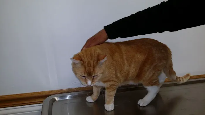 Killingworth Animal Hospital Picture 6