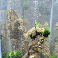 Petco ico