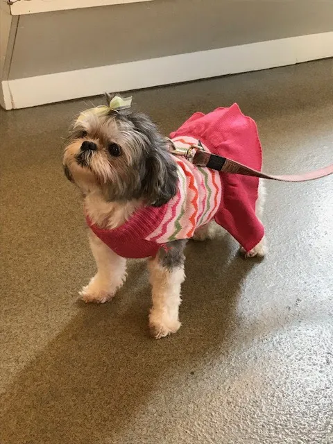 Chester Veterinary Clinic Picture 4