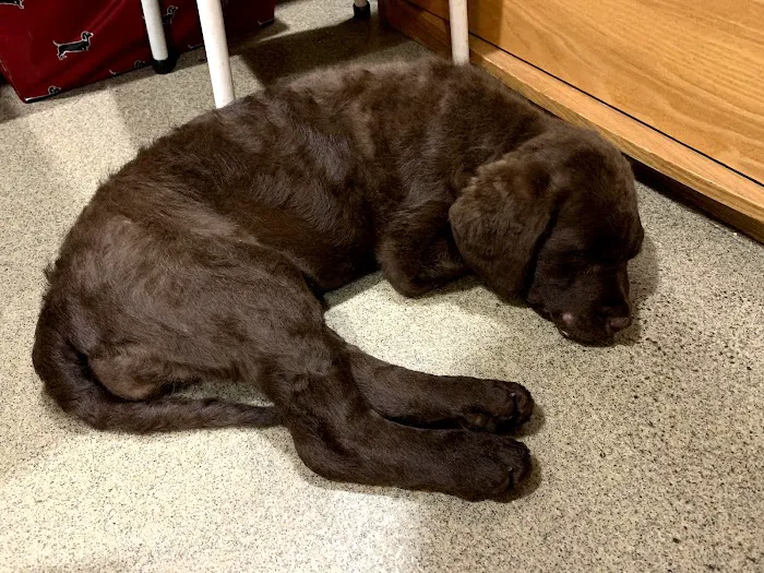 Chester Veterinary Clinic Picture 8