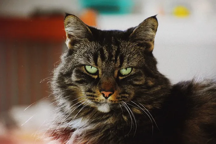 Pieper Veterinary Picture 4