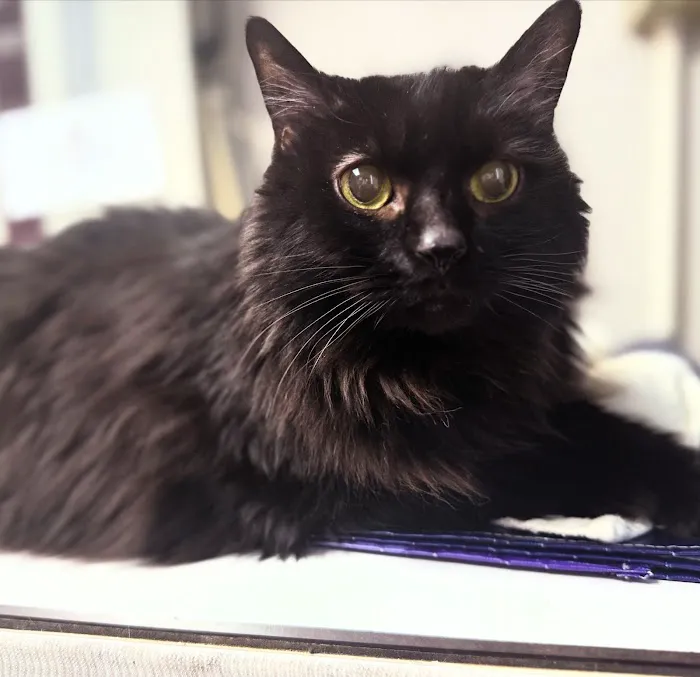 Pieper Veterinary Picture 8