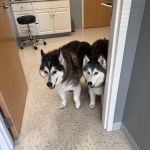 Pieper Veterinary