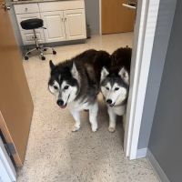Pieper Veterinary ico