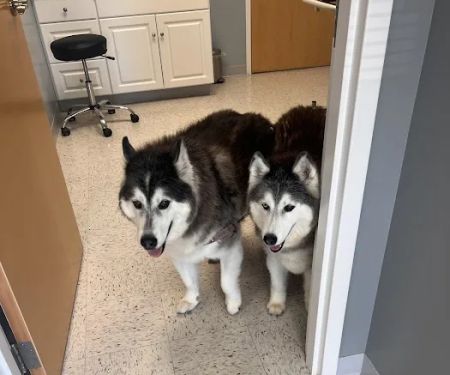 Pieper Veterinary