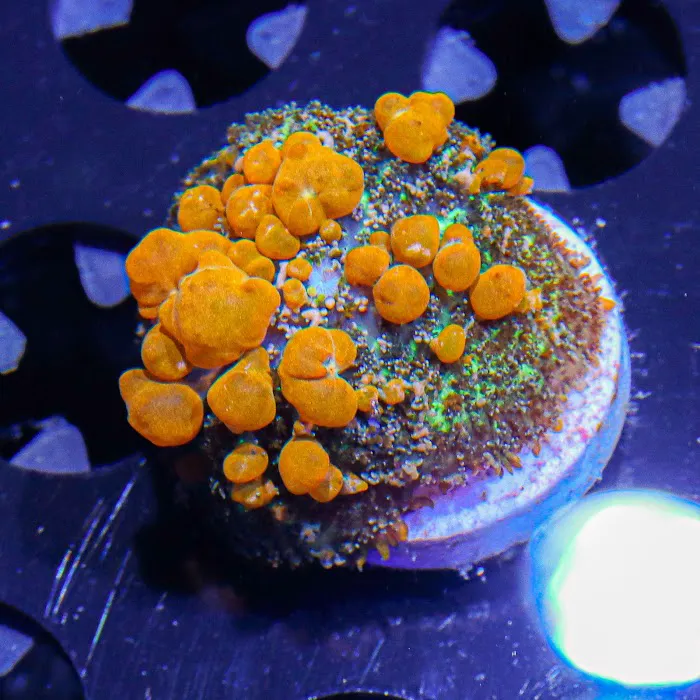 Barrier Reef Aquariums Picture 10