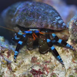 Barrier Reef Aquariums Picture 2