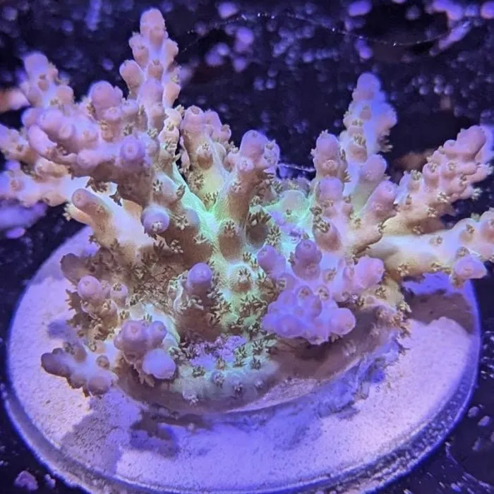 Barrier Reef Aquariums Picture 9