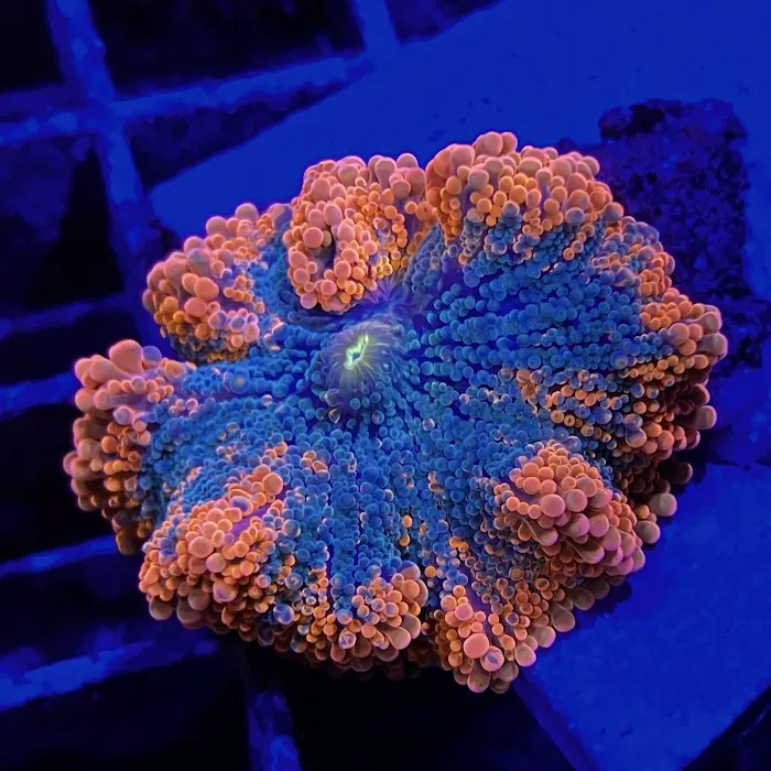 Barrier Reef Aquariums Picture 3