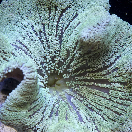 Barrier Reef Aquariums Picture 6