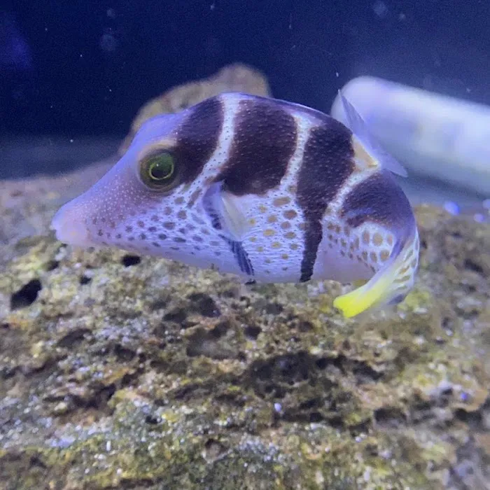 Barrier Reef Aquariums Picture 7
