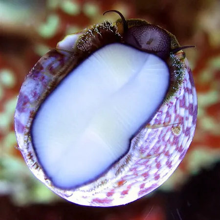 Barrier Reef Aquariums Picture 4