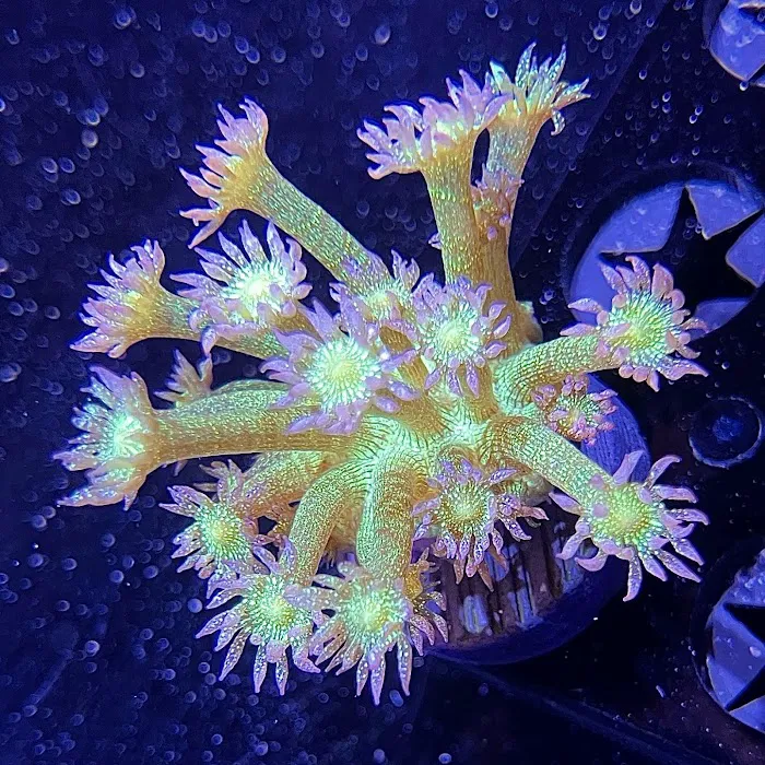 Barrier Reef Aquariums Picture 8