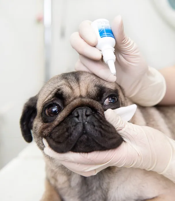 Central Hospital For Veterinary Medicine- Guilford Picture 7