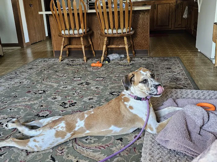 East Haddam Veterinary Clinic Picture 3