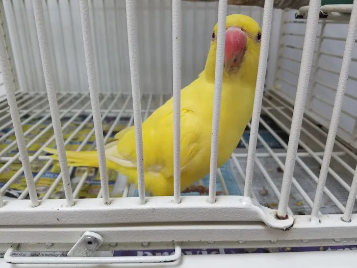 Denise's Parrot Place Picture 4