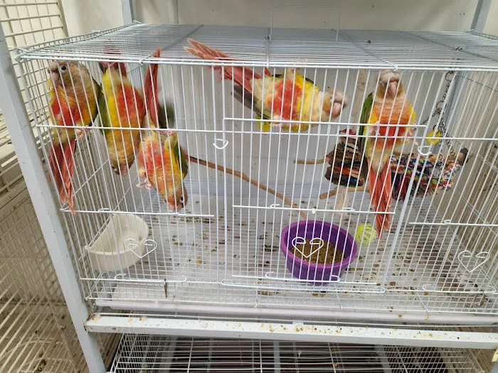 Denise's Parrot Place Picture 7