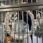 Denise's Parrot Place