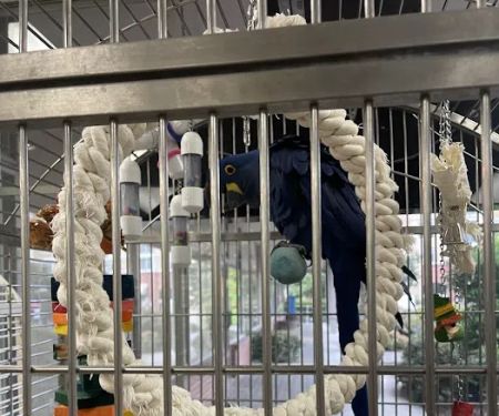 Denise's Parrot Place