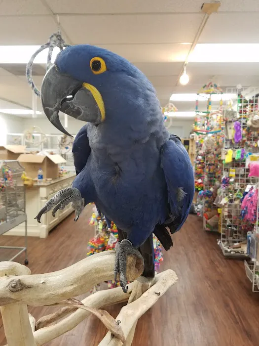 Denise's Parrot Place Picture 6