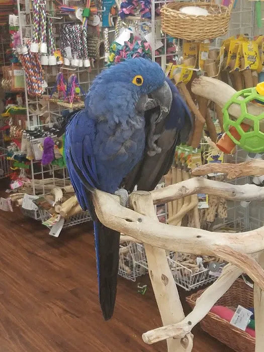Denise's Parrot Place Picture 2