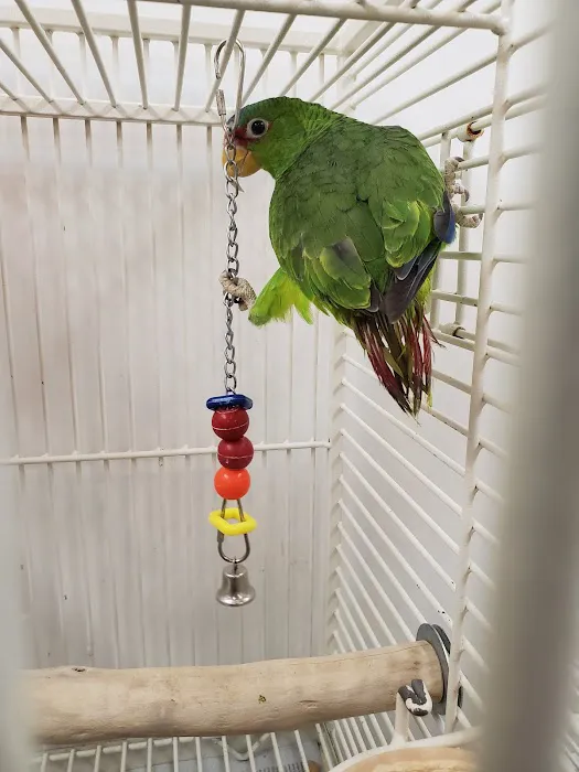 Denise's Parrot Place Picture 9