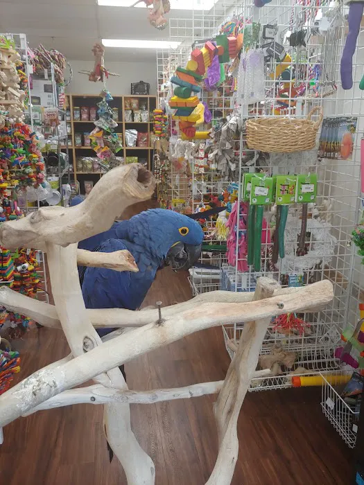 Denise's Parrot Place Picture 5