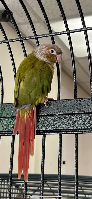 Denise's Parrot Place Picture 10