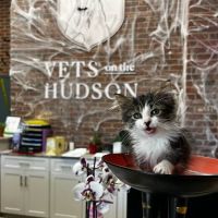 Vets on the Hudson ico