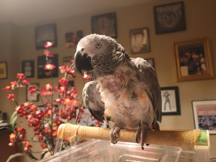 Center For Avian & Exotic Medicine Picture 10