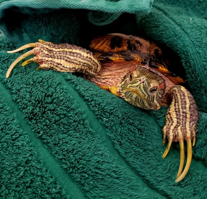 Center For Avian & Exotic Medicine Picture 8