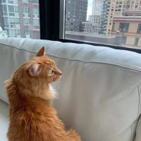 Bruce Lowenstein DVM- Veterinary House Calls ico
