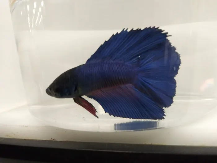 Petco Picture 4