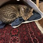 Westside Veterinary Center