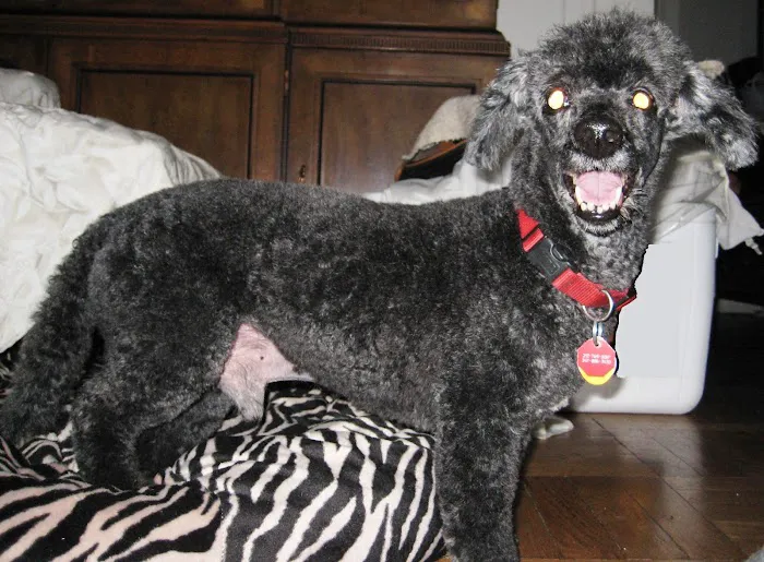 Westside Veterinary Center Picture 10