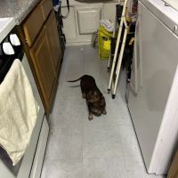 Scarsdale Animal Hospital ico