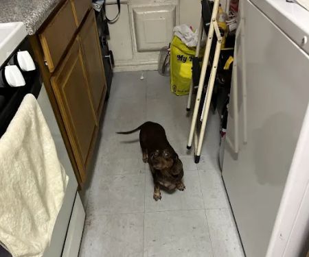Scarsdale Animal Hospital