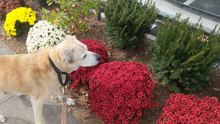 Scarsdale Animal Hospital Picture 6