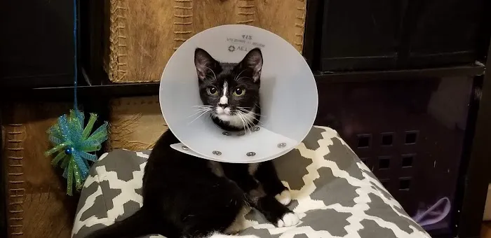 Banfield Pet Hospital Picture 1