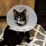 Banfield Pet Hospital