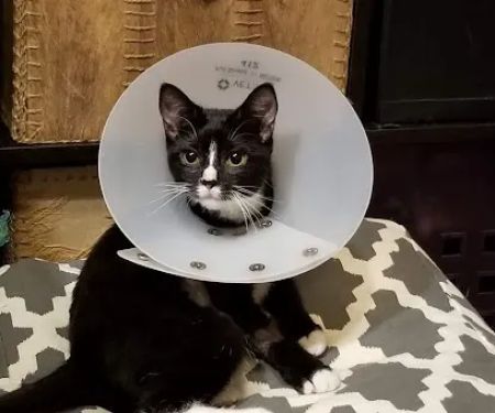 Banfield Pet Hospital