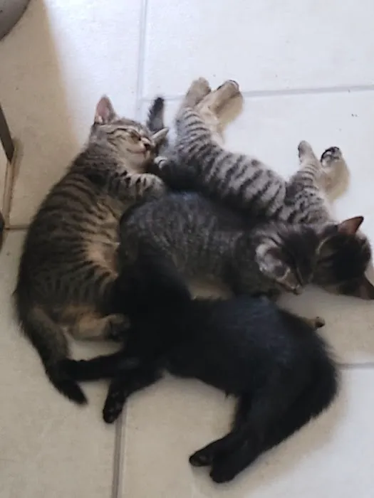 Vetco Vaccination Clinic Picture 2